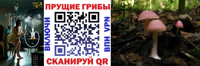 Псилоцибиновые грибы Cubensis  Слюдянка 